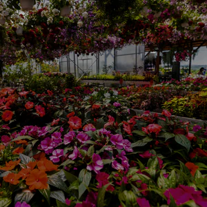 Cultivate Your Dream Outdoor Space