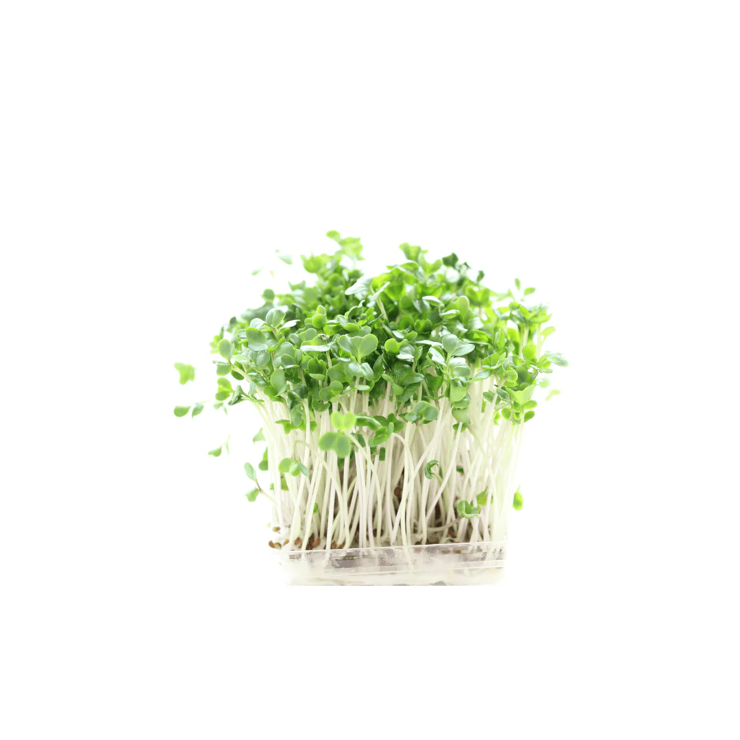 OSC Seeds